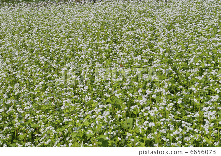 Buckwheat field 6656073