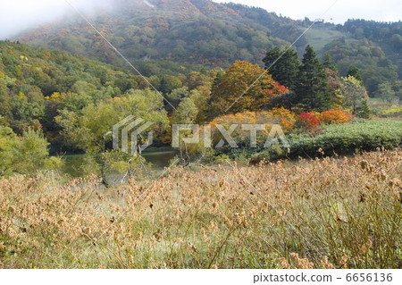 Autumn leaves Autumn leaves 6656136