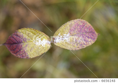 Autumn leaves 6656148
