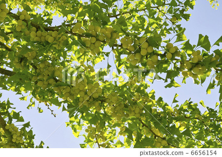Ginkgo 6656154