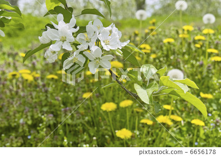 Apple flower Apple flower 6656178