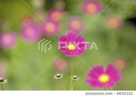 Cosmos 6656182