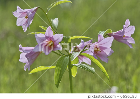 Lily Fish 6656183
