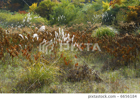 Meadow 6656184