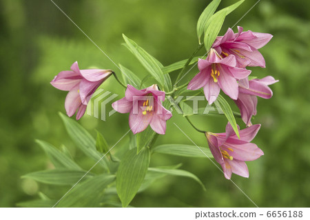 百合魚 百合魚 6656188