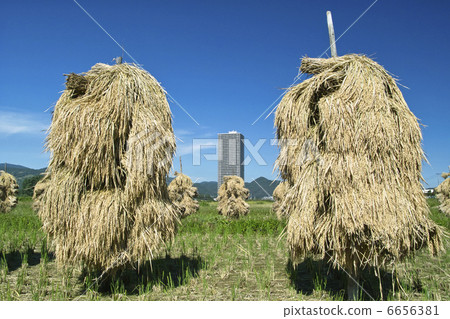 米飯乾燥 6656381