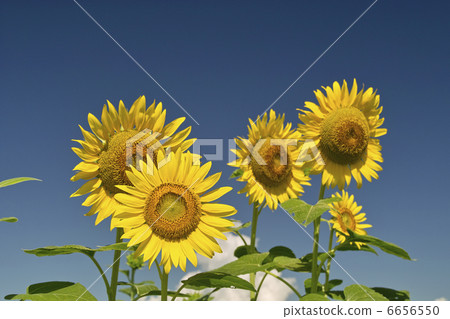 向日葵 6656550