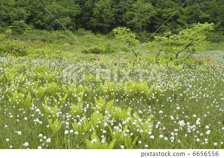 白毛羊鬍子草 白毛羊鬍子草 6656556