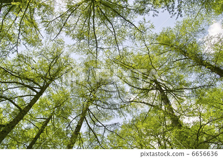 Larch forest 6656636