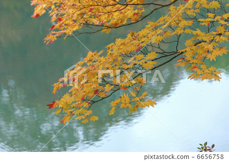 槭樹秋葉 6656758