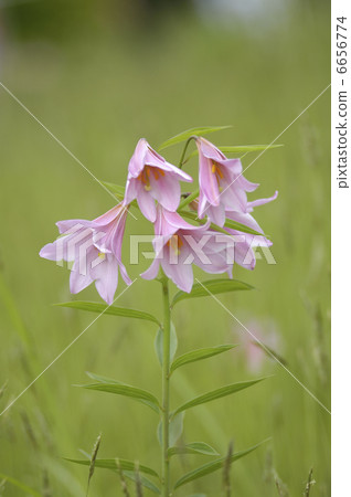 百合魚 百合魚 6656774