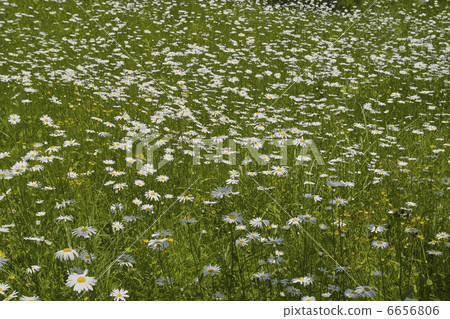 Pyrethrum 6656806