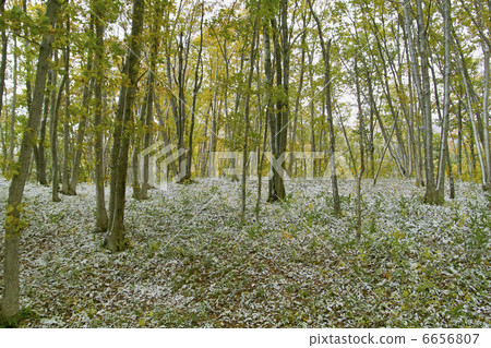 Quercus serrata forest 6656807
