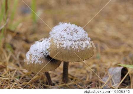 蘑菇 6656845