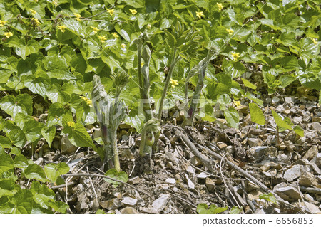 Mountain Udo 6656853