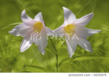 Lily Fish 6656876