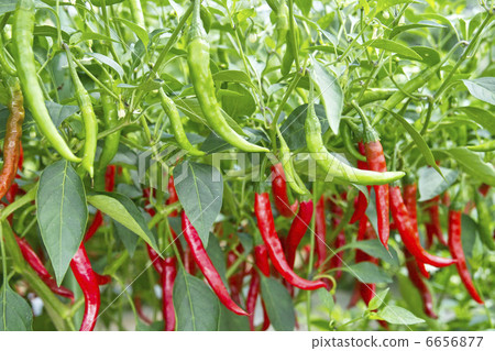 Capsicum 6656877