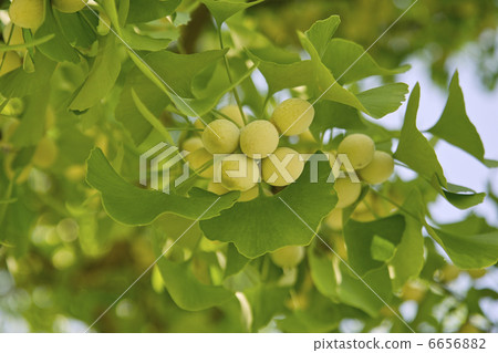 Ginkgo Ginkgo 6656882