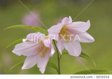 百合魚 百合魚 6656916