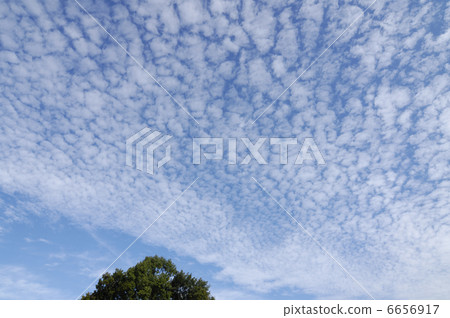 Sardine cloud 6656917