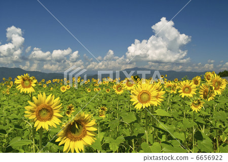 向日葵田 6656922