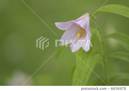 百合魚 百合魚 6656978