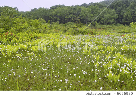 白毛羊鬍子草 白毛羊鬍子草 6656980