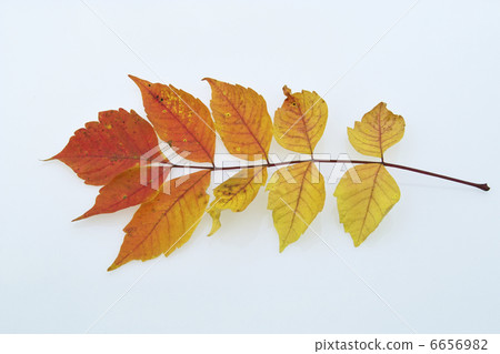 秋葉的葉子 秋葉的葉子 6656982