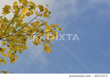 Dakkamba秋葉 6657073