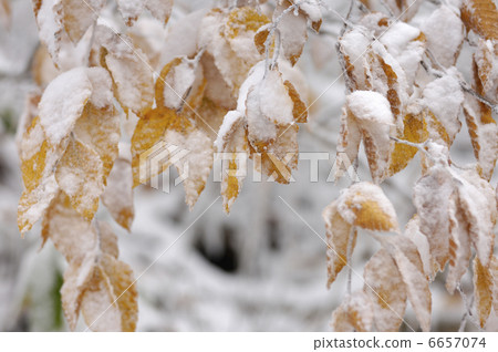  有霧的冰 6657074