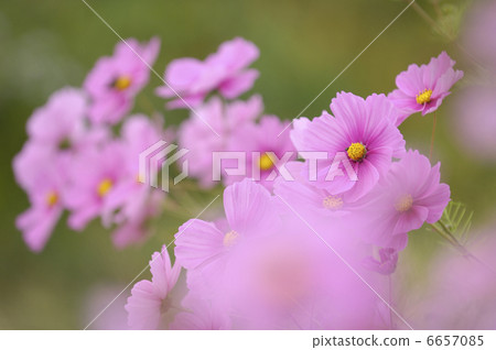 Cosmos 6657085