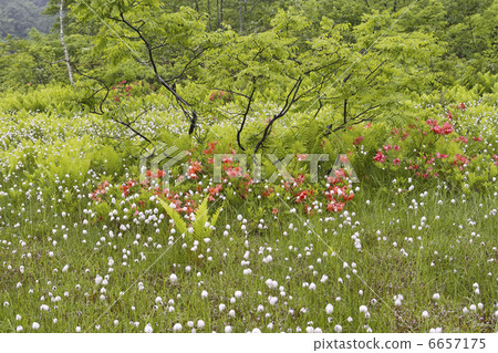 白毛羊鬍子草 6657175
