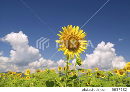 向日葵田 6657182