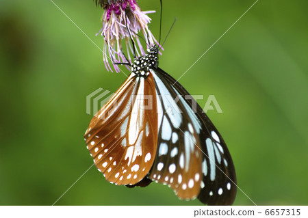 Asagi Madara Butterfly 6657315