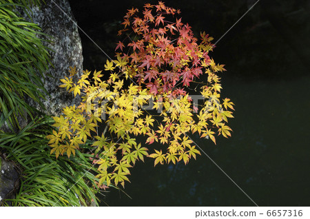 Maple 6657316