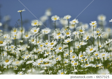 Pyrethrum 6657325