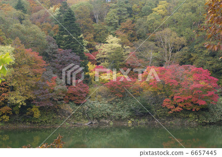 Autumn leaves 6657445