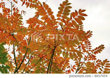 Autumn leaves of urushi 6657454