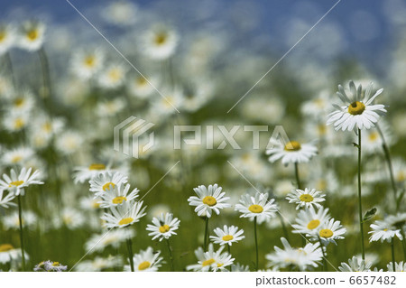 Pyrethrum Pyrethrum 6657482