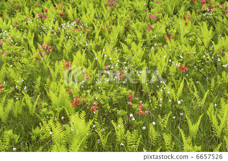 Yamadori春天 Yamadori春天 6657526