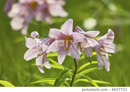 百合魚 百合魚 6657723