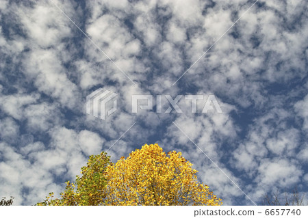 Sardine cloud 6657740