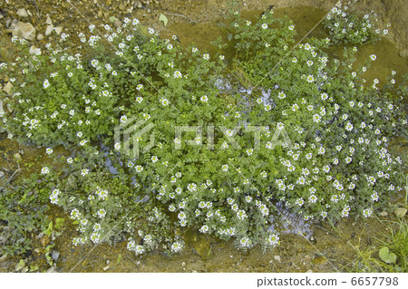 Watercress Flower 6657798