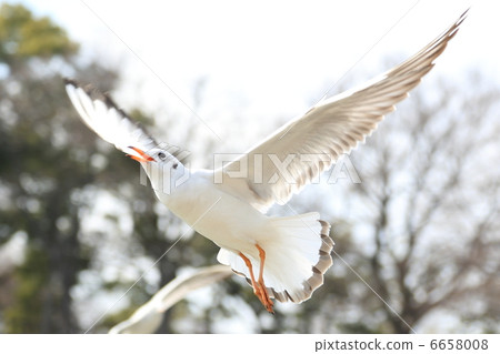 Waterfowl 6658008