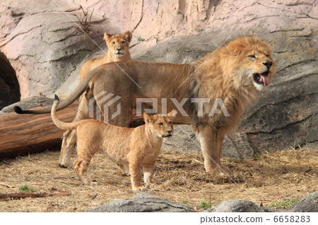 獅子家族 6658283