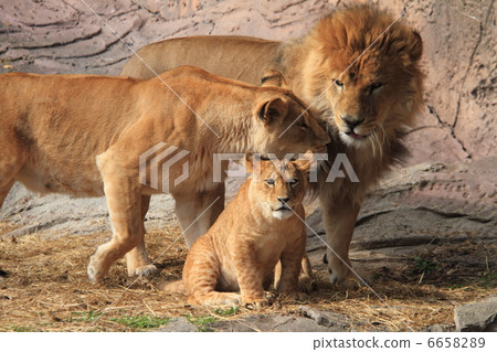 Lion family Lion family 6658289