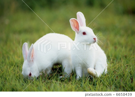 White rabbit White rabbit 6658439