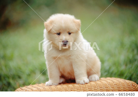 An innocent puppy 6658480