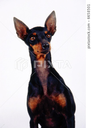 Minipin shell Minipin shell 6658501