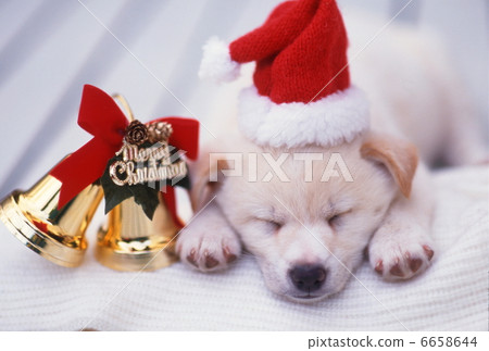 Puppy's Christmas 6658644